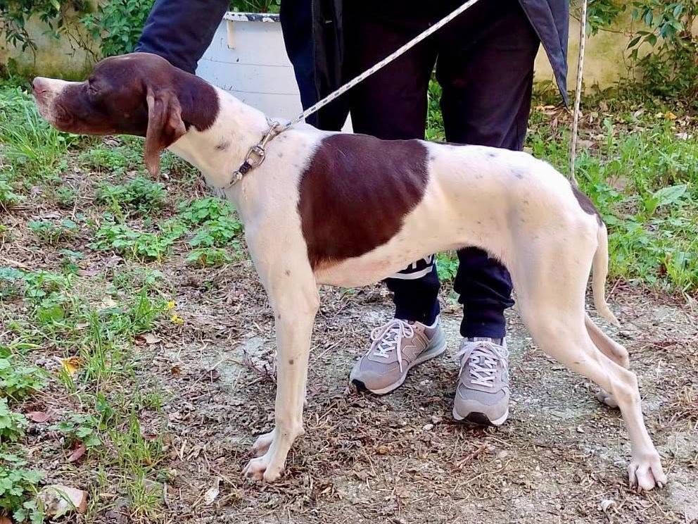 Adotta un cane, maschio, 8 mesi, Ancona