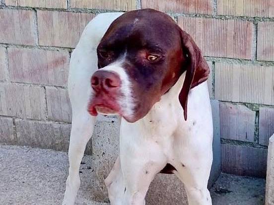 Adotta un cane, taglia media, maschio, Ancona
