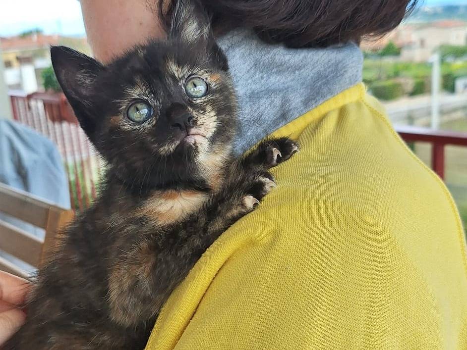 Adotta un gatto, femmina, 2 mesi, Genova