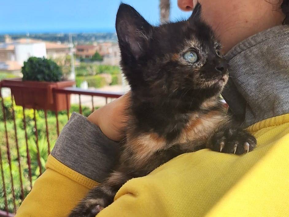 Adotta un gatto, taglia non valida, femmina, Genova