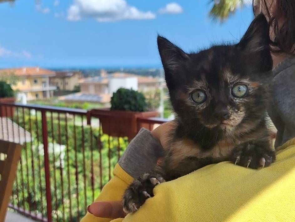 Vuoi adottare un gatto a Genova?