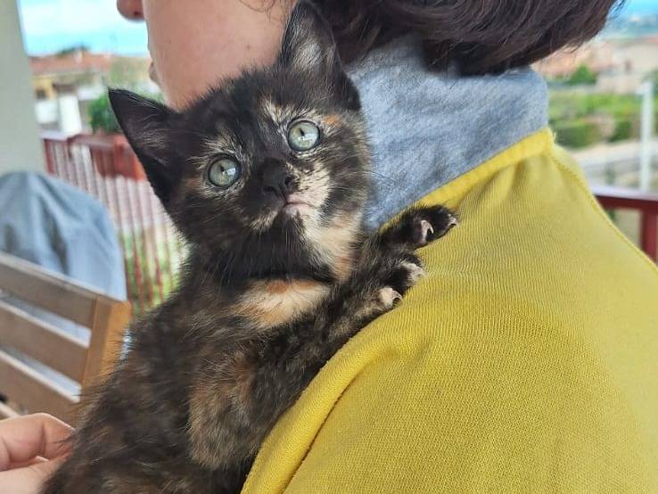 Adotta il gatto Oh Juliet Juliet a Genova