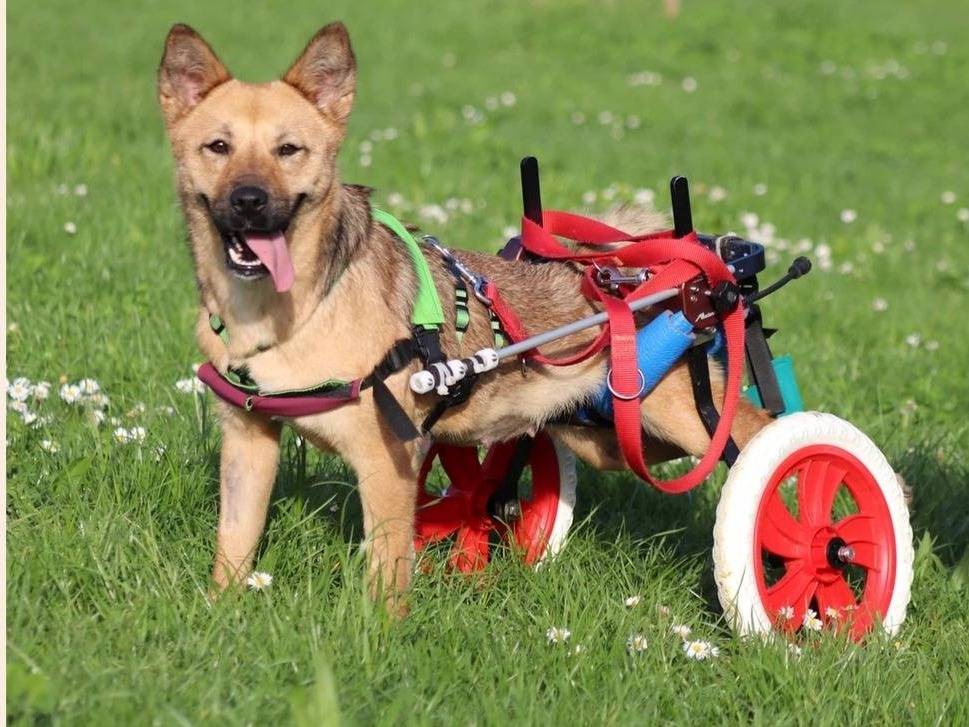 Adozione cane, femmina, Razza sconosciuta Razza sconosciuta, 2 anni e 8 mesi, taglia media contenuta, Milano