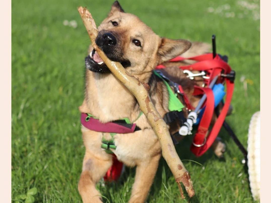 Adotta un cane, femmina, 2 anni e 8 mesi, Milano