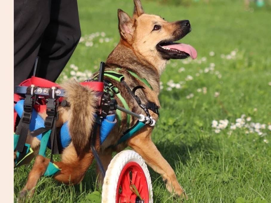 Vuoi adottare un cane a Milano?
