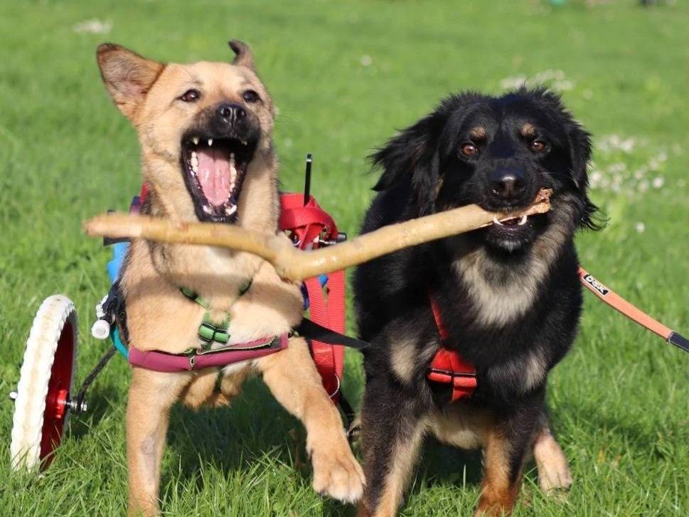 Adotta il cane Lidia  a Milano