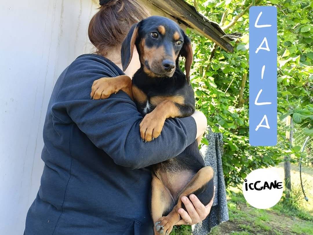 Foto dell'animale