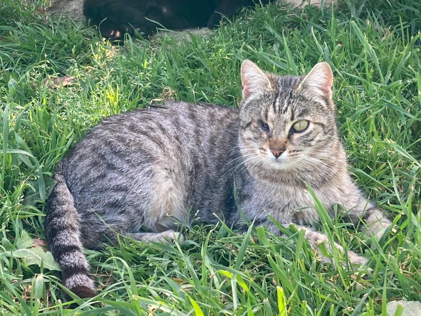 Adotta un gatto, femmina, 2 anni  e 2 mesi , Pisa