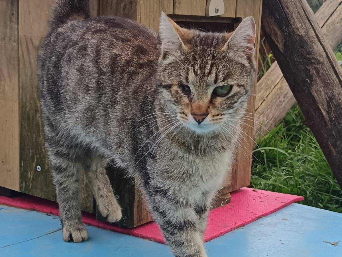Adotta un gatto, taglia non valida, femmina, Pisa