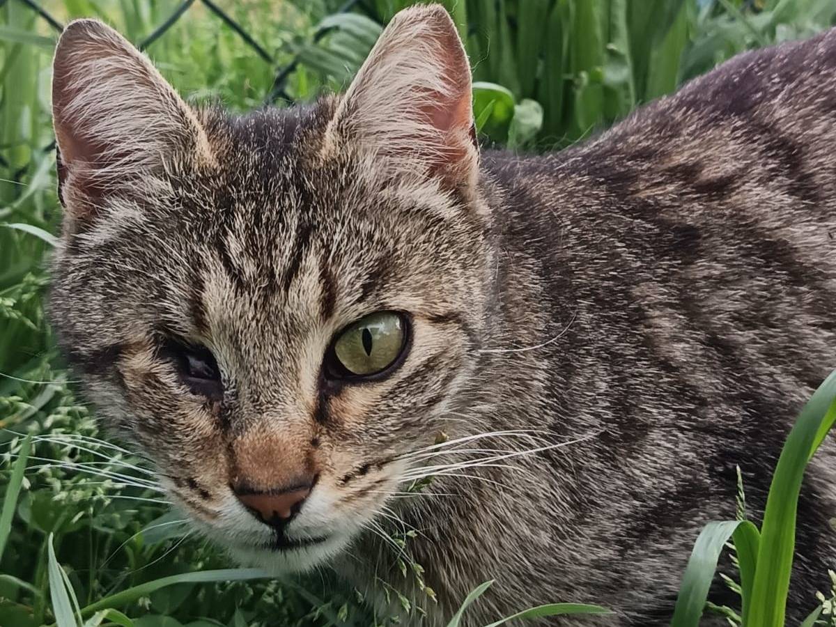 Vuoi adottare un gatto a Pisa?