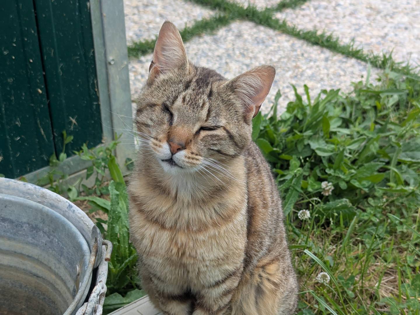 Adotta il gatto Aldo a Pisa