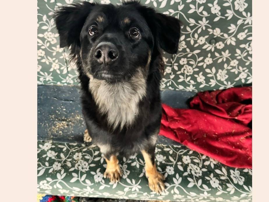 Adotta un cane, maschio, 2 anni e 10 mesi, Milano