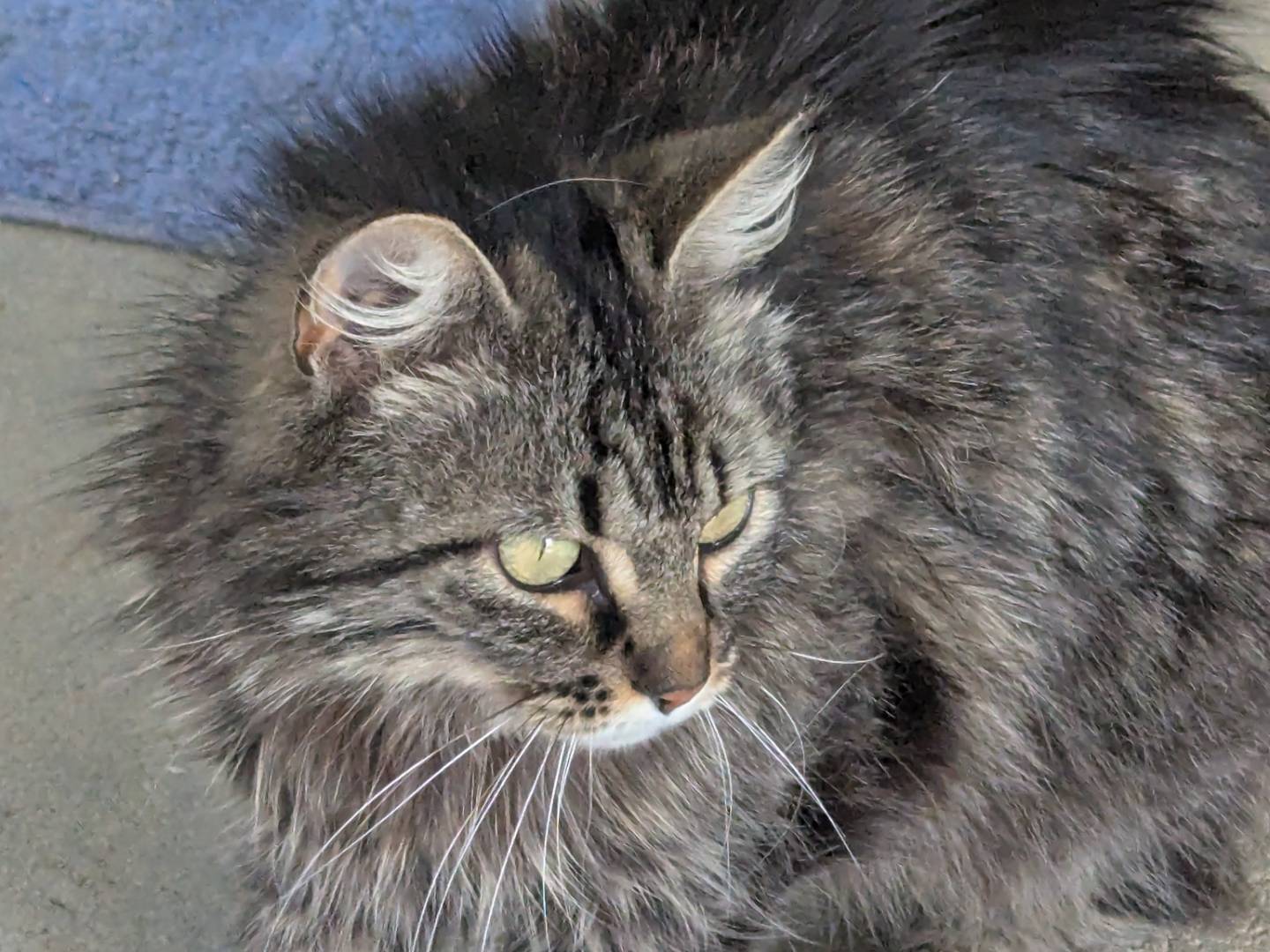 Adotta un gatto, femmina, 2 anni  e 2 mesi , Pisa