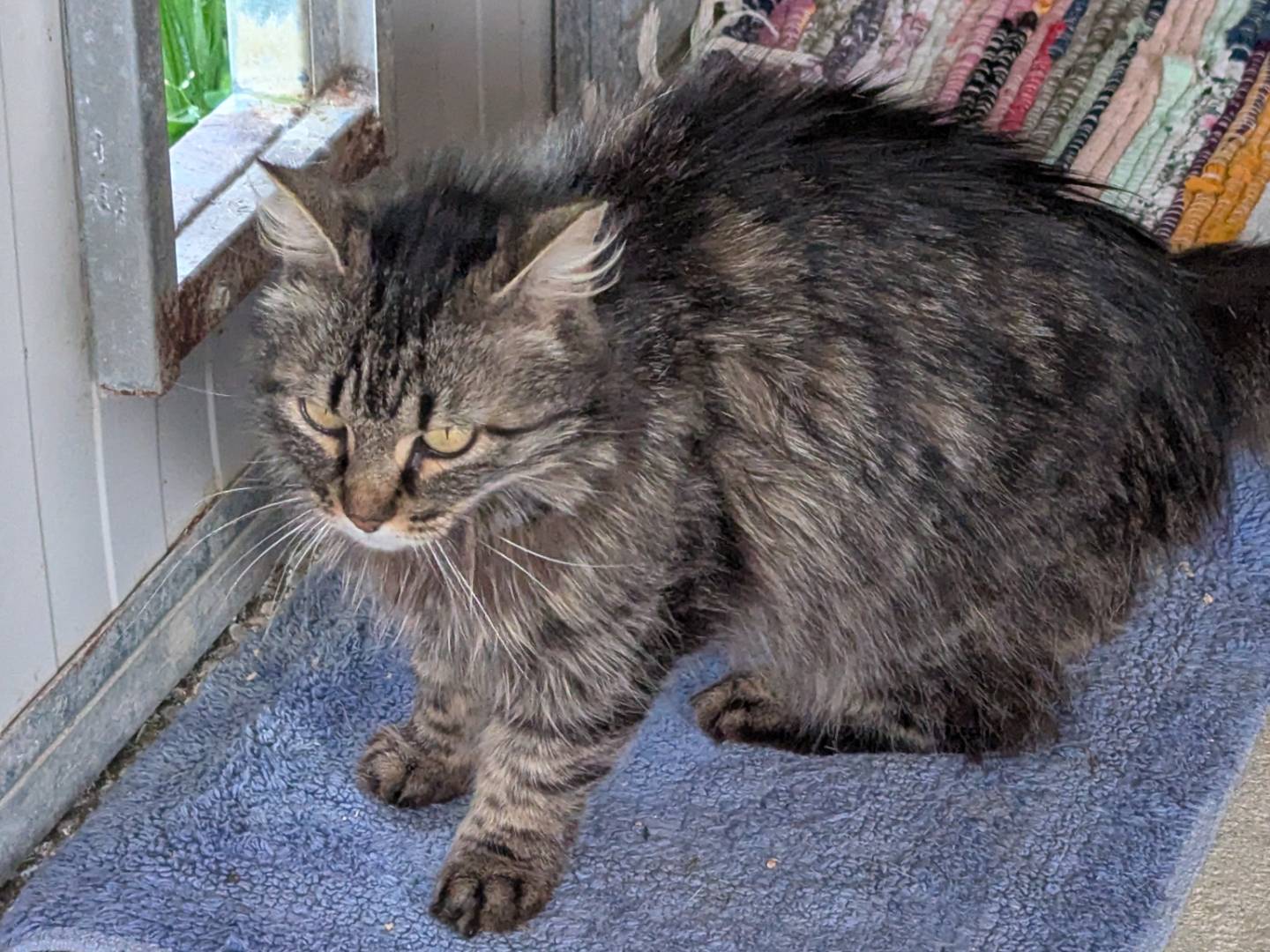 Adotta un gatto, taglia non valida, femmina, Pisa