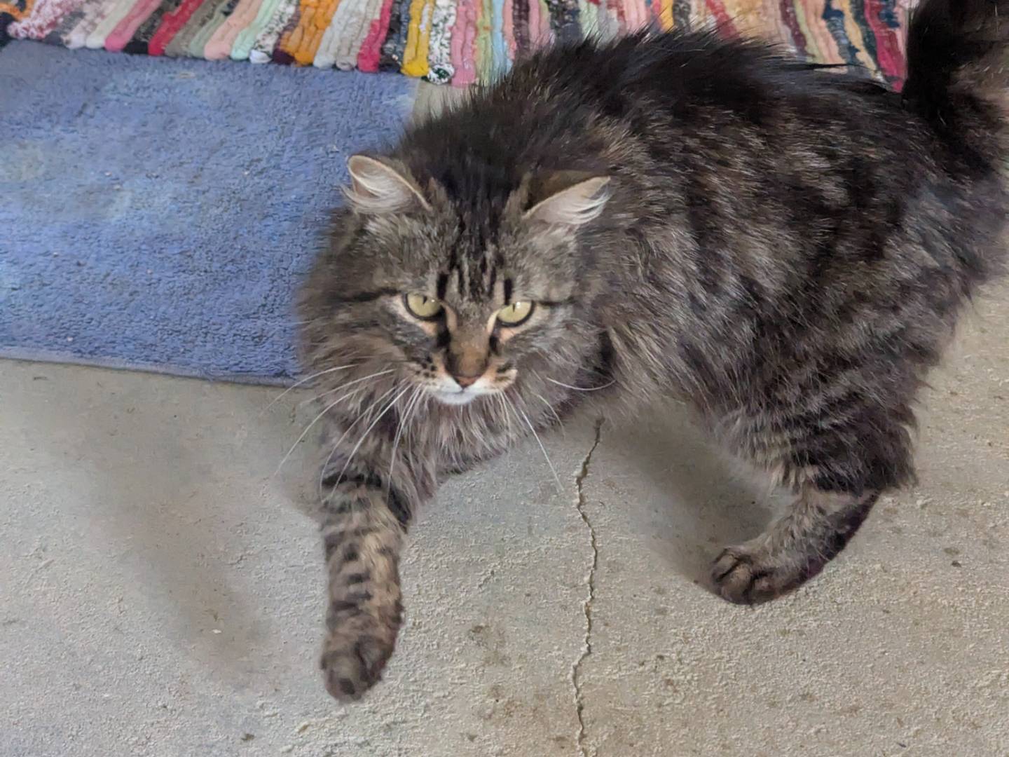 Vuoi adottare un gatto a Pisa?