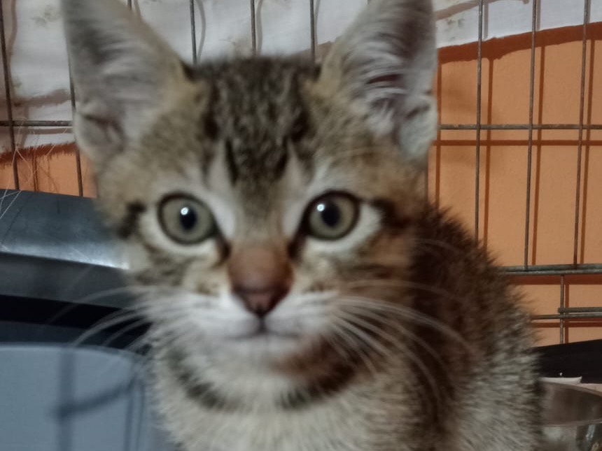 Adozione gatto, maschio, Razza sconosciuta Razza sconosciuta, 0 mesi, taglia non valida, Brescia
