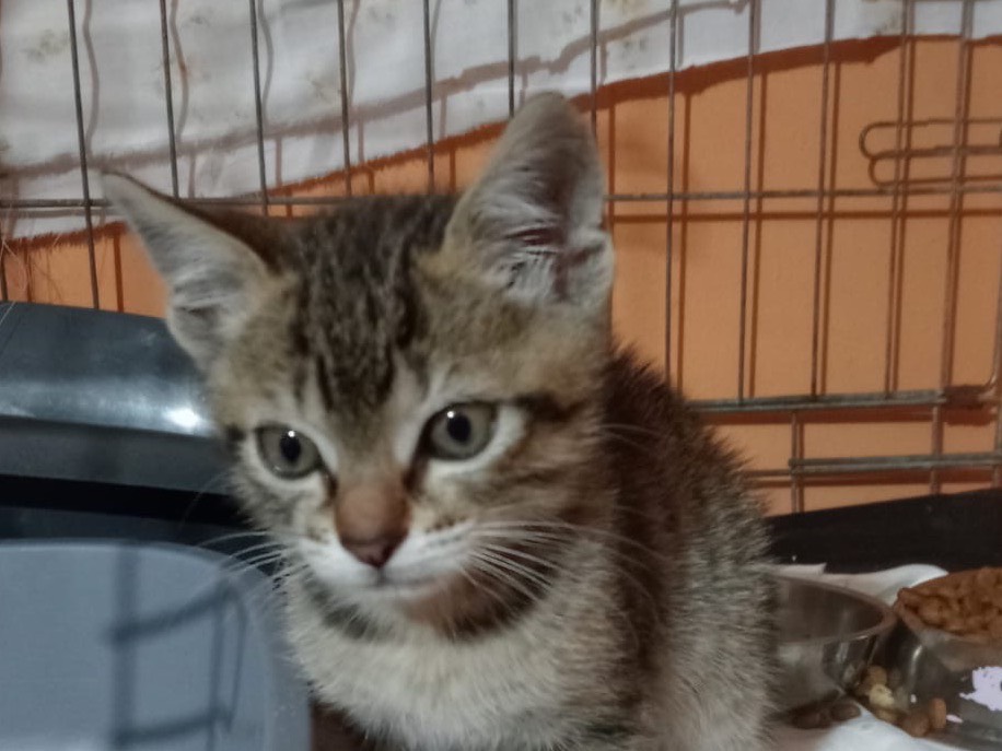 Adotta un gatto, maschio, 0 mesi, Brescia