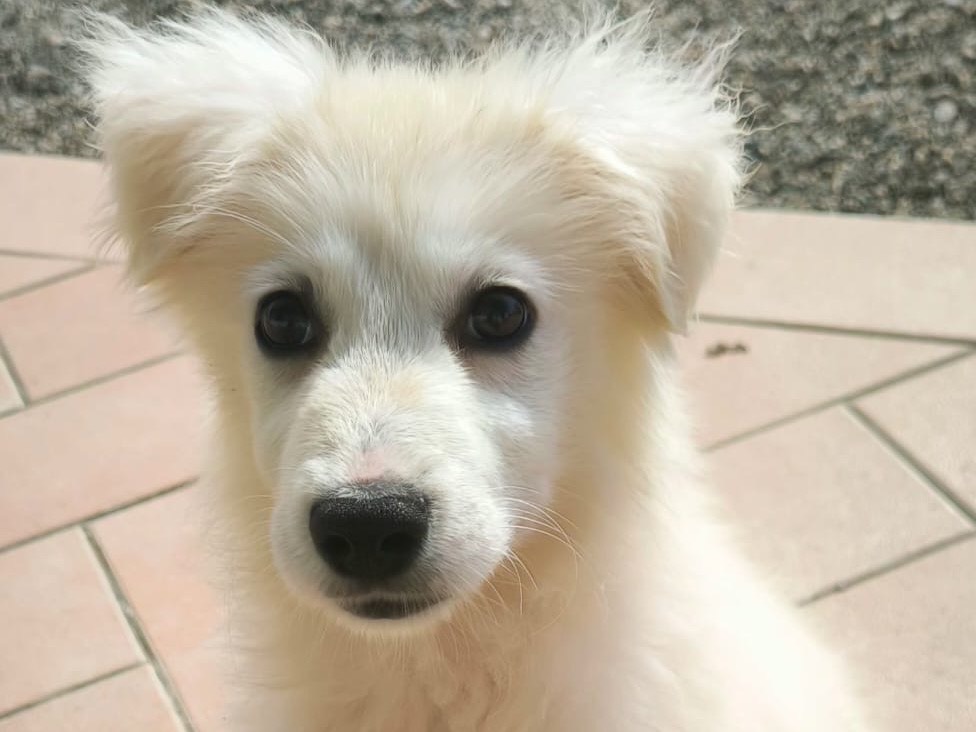 Adotta un cane, femmina, 3 mesi, Cosenza