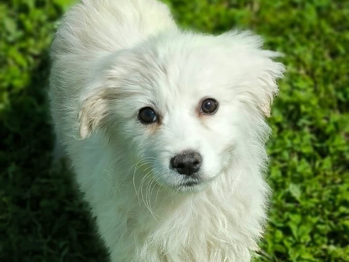 Adotta un cane, taglia media, femmina, Cosenza