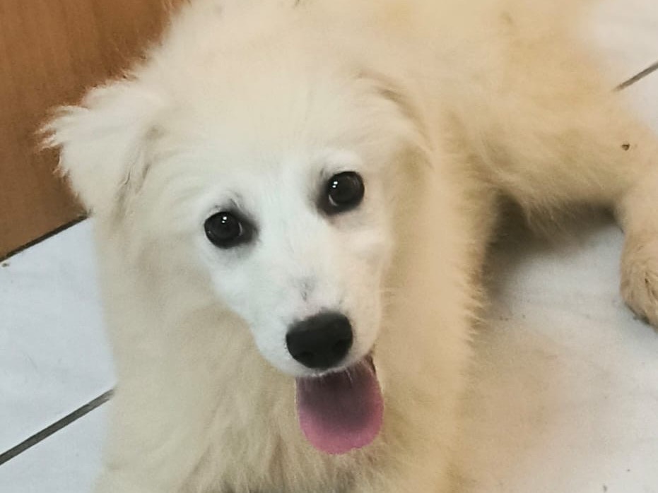 Vuoi adottare un cane a Cosenza?