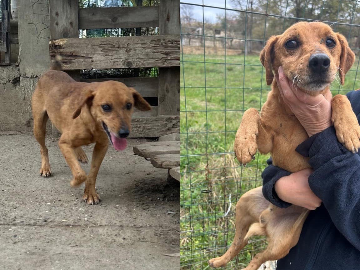 Adotta un cane, maschio, 2 anni  e 9 mesi , Matera