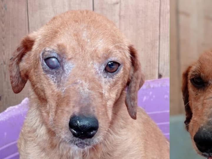 Adotta un cane, taglia piccola, maschio, Matera