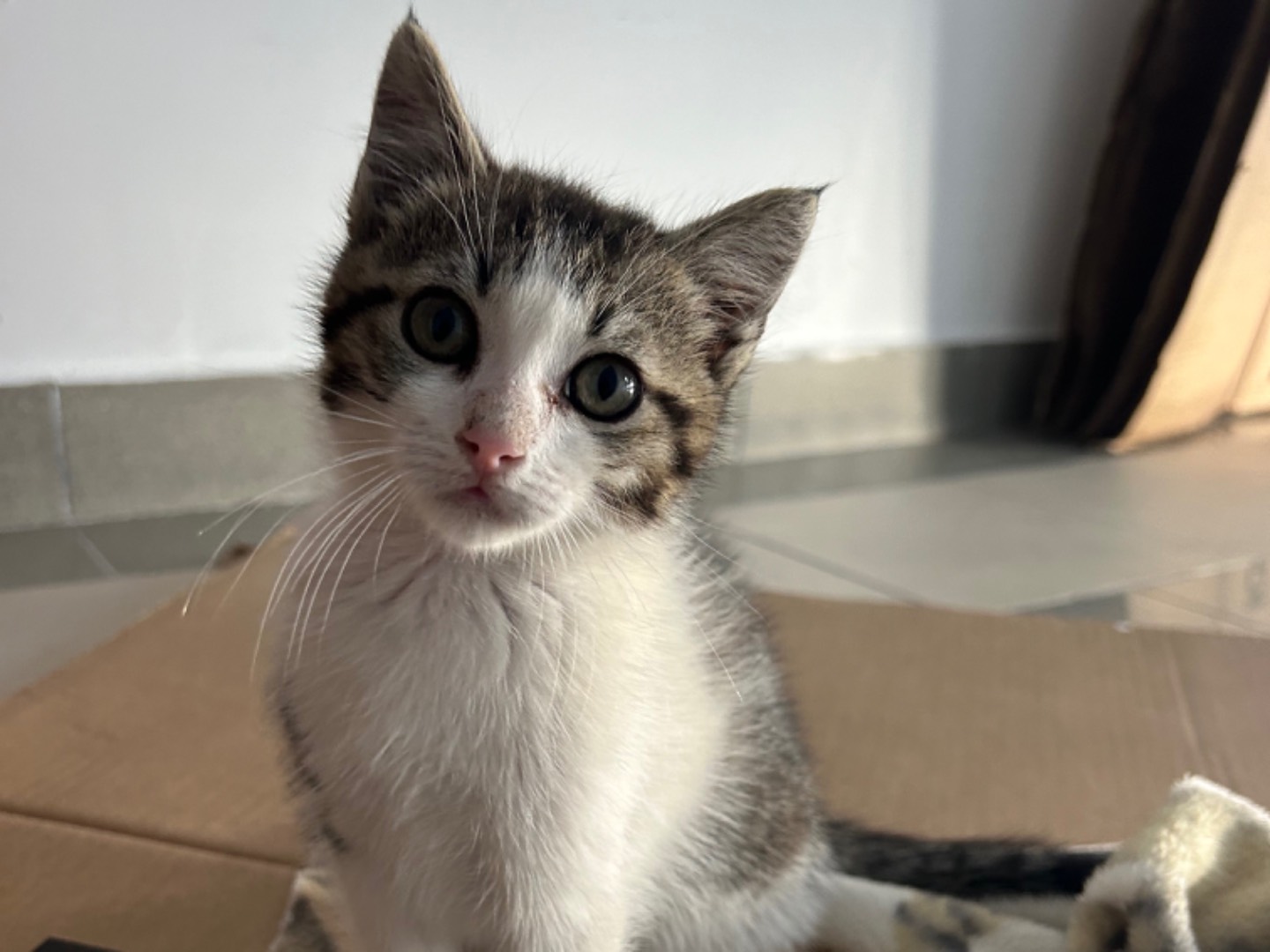 Adotta un gatto, maschio, 1 mesi, Matera