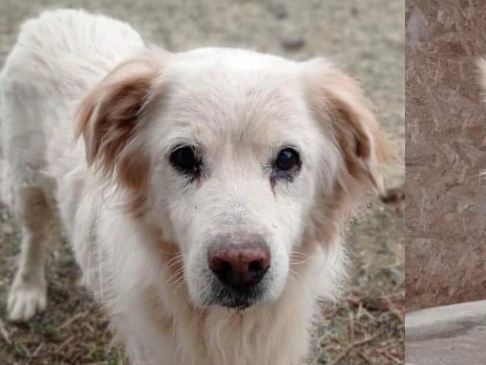 Adotta un cane, maschio, 10 anni , Matera