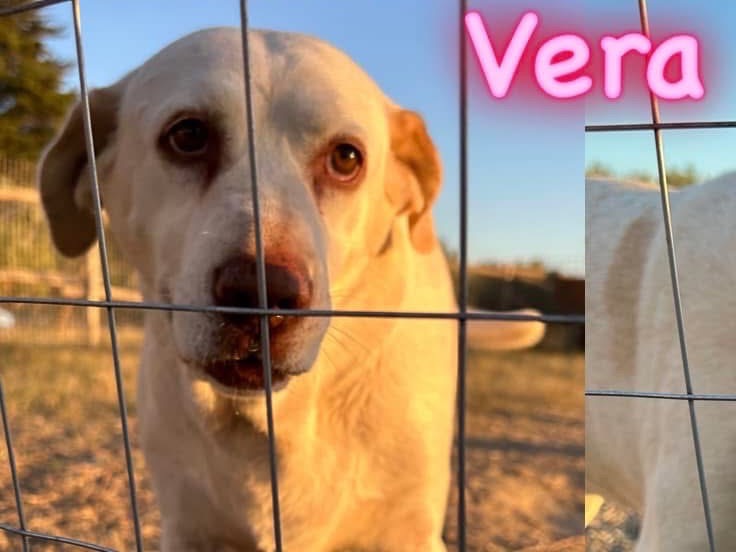 Adotta un cane, femmina, 9 anni  e 11 mesi , Matera
