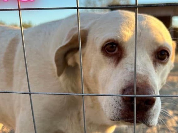 Adozione cane, femmina, Labrador Retriever Razza sconosciuta, 9 anni  e 11 mesi , taglia media, Matera