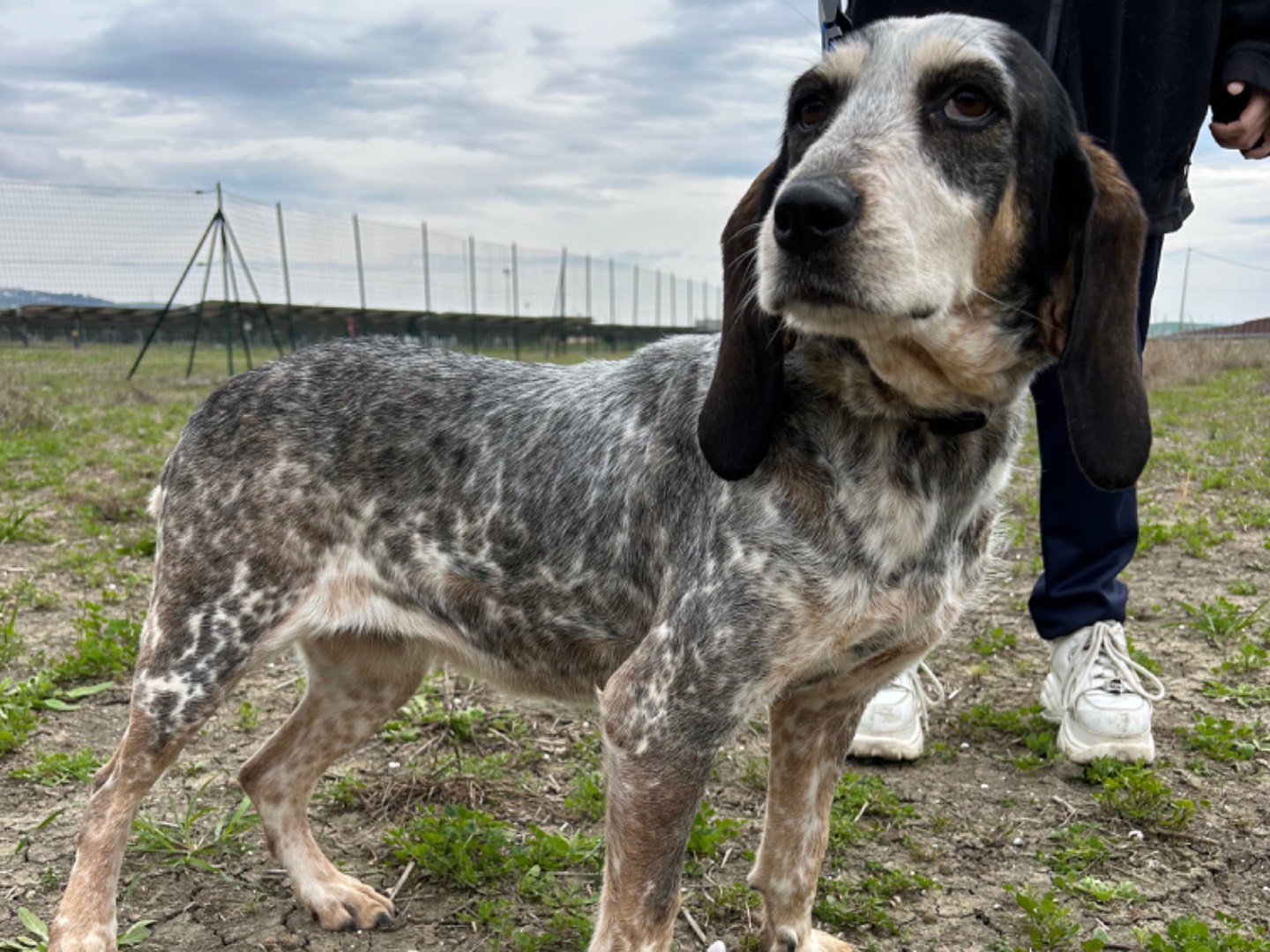 Adotta un cane, femmina, 8 anni  e 1 mese, Matera