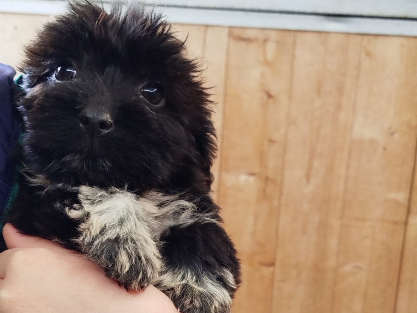 Adotta un cane, maschio, 2 mesi, Matera
