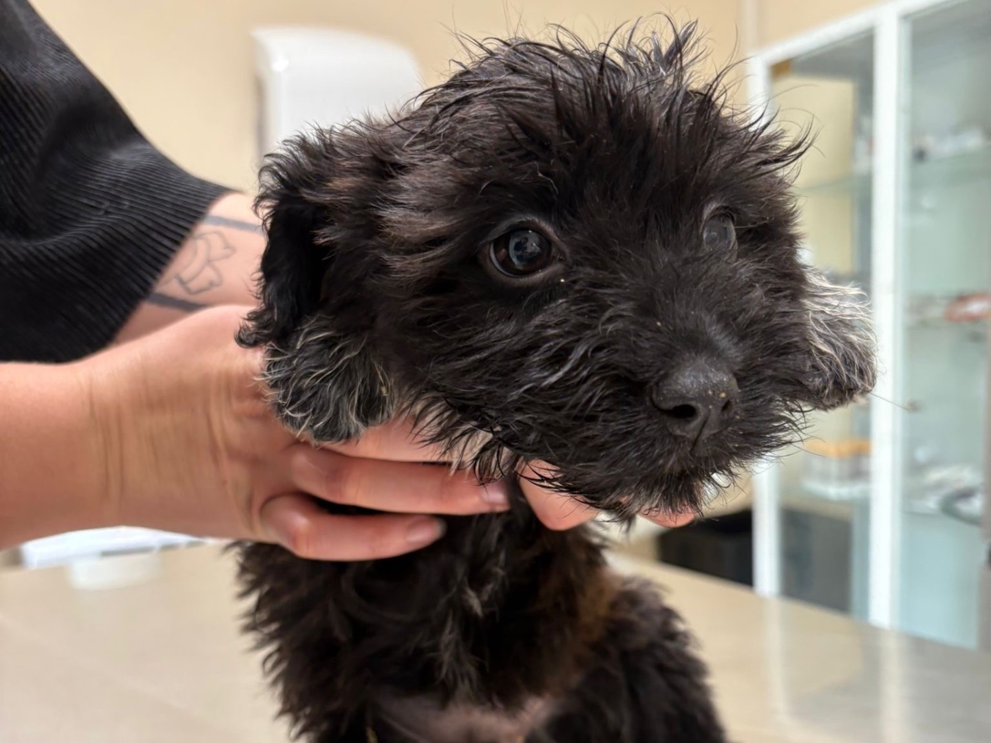 Adotta un cane, taglia piccola, maschio, Matera