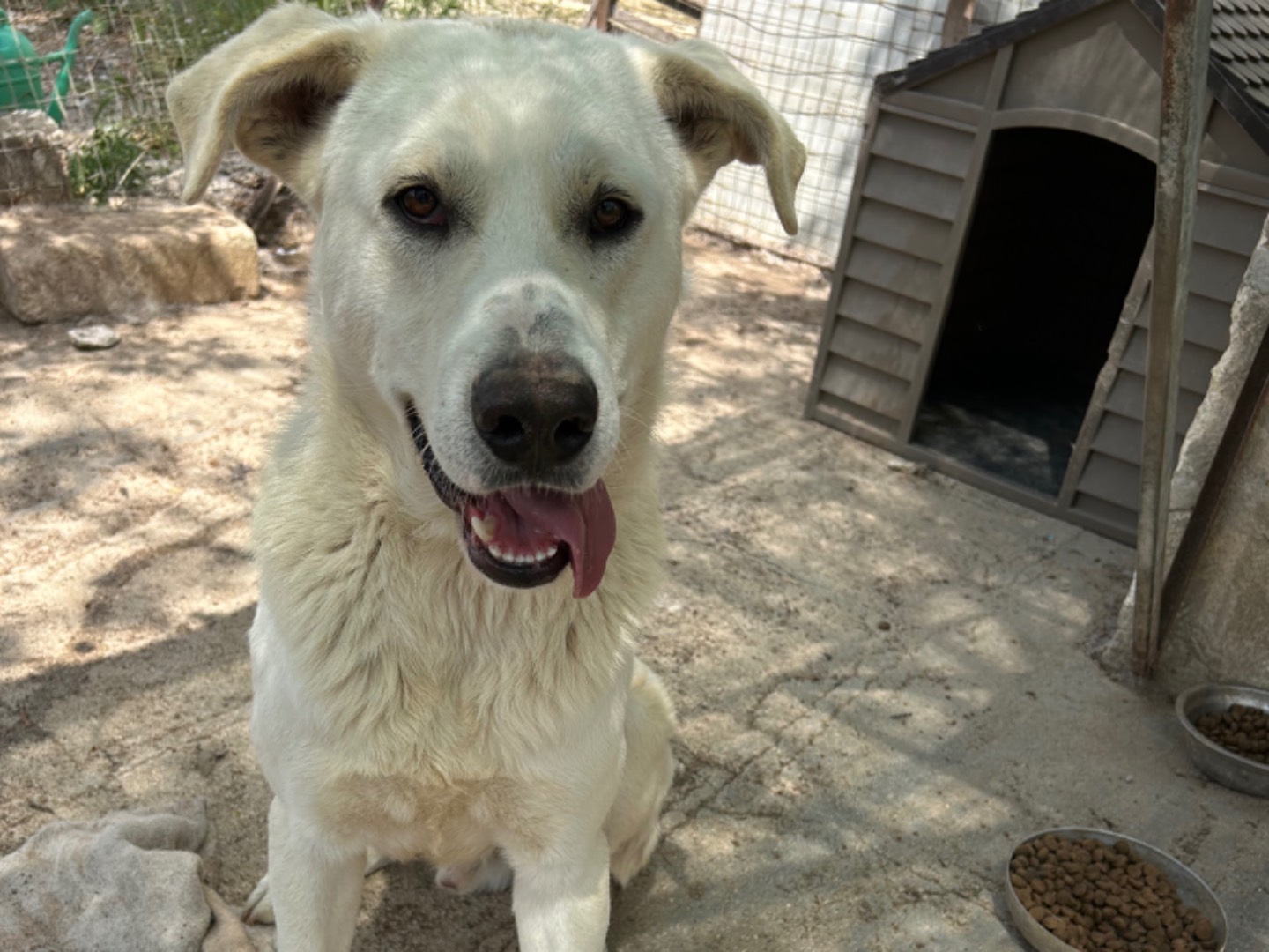 Adozione cane, maschio, Labrador Retriever Razza sconosciuta, 1 anno e 1 mese, taglia grande, Matera