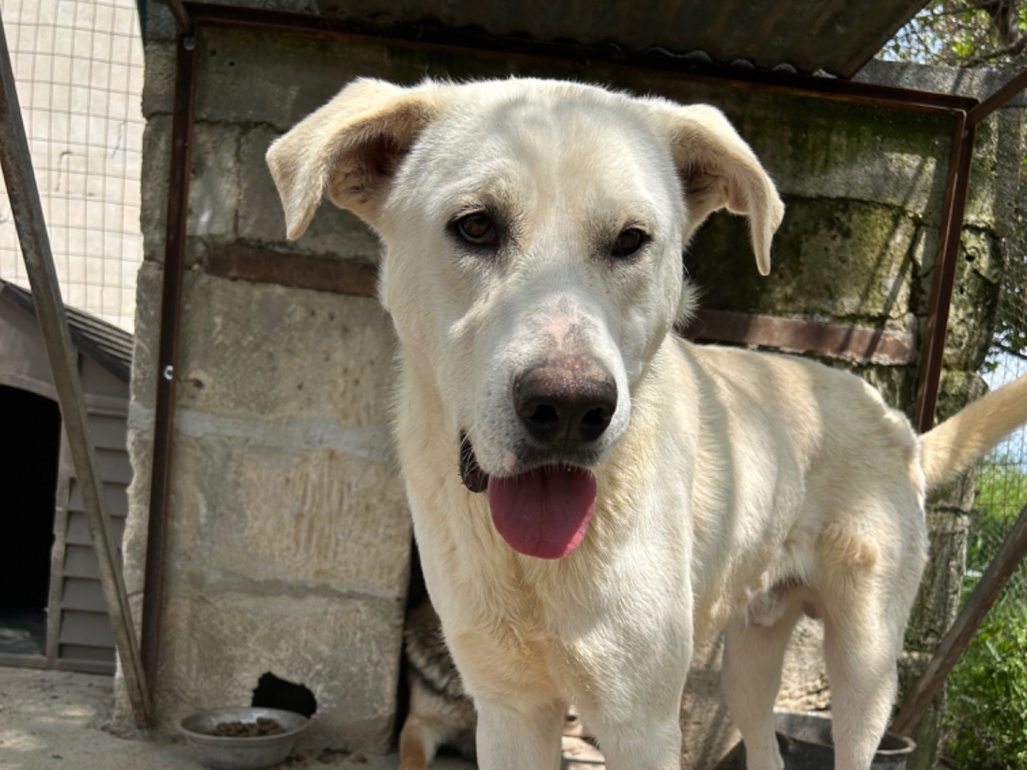 Adotta un cane, maschio, 1 anno e 1 mese, Matera