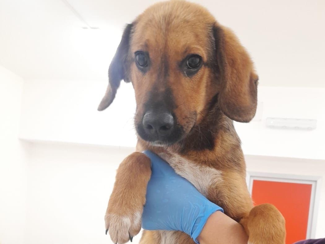 Adotta un cane, maschio, 3 mesi, Sassari