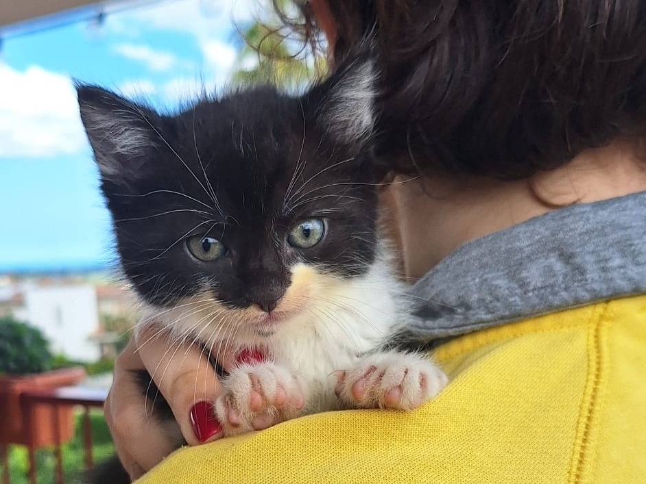 Foto dell'animale