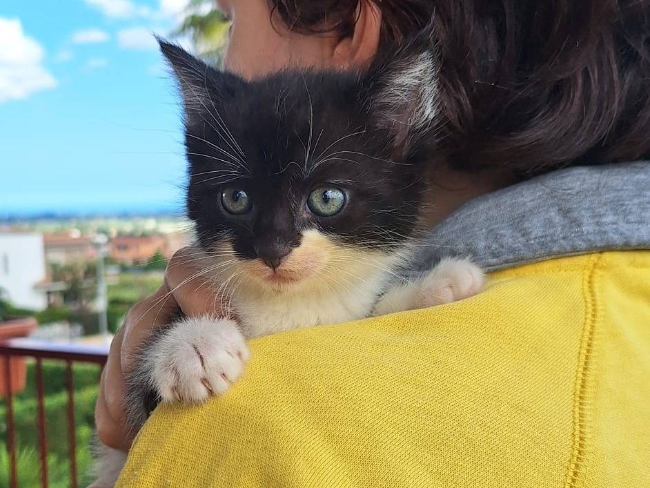 Adotta un gatto, taglia non valida, femmina, Bologna