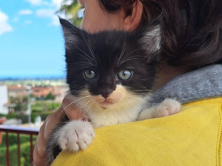 Vuoi adottare un gatto a Bologna?
