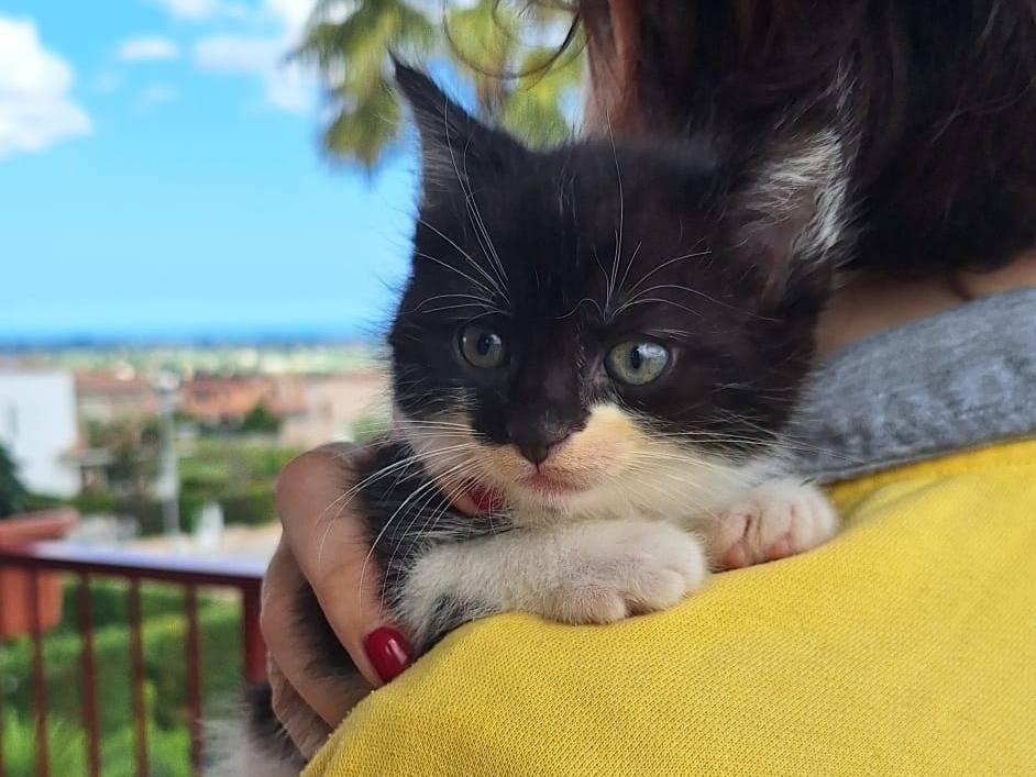 Adotta il gatto Ophelia di Shakespeare  a Bologna
