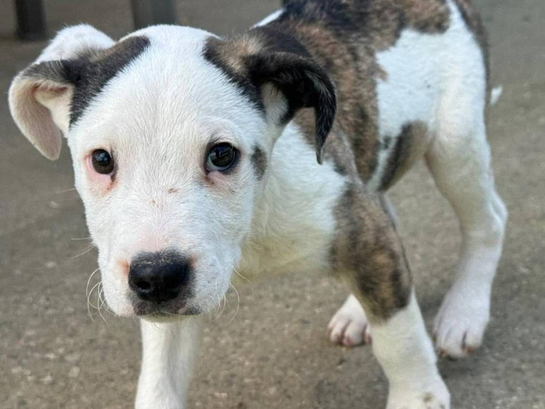 Adozione cane, maschio, Pitbull Razza sconosciuta, 2 mesi, taglia media, Firenze