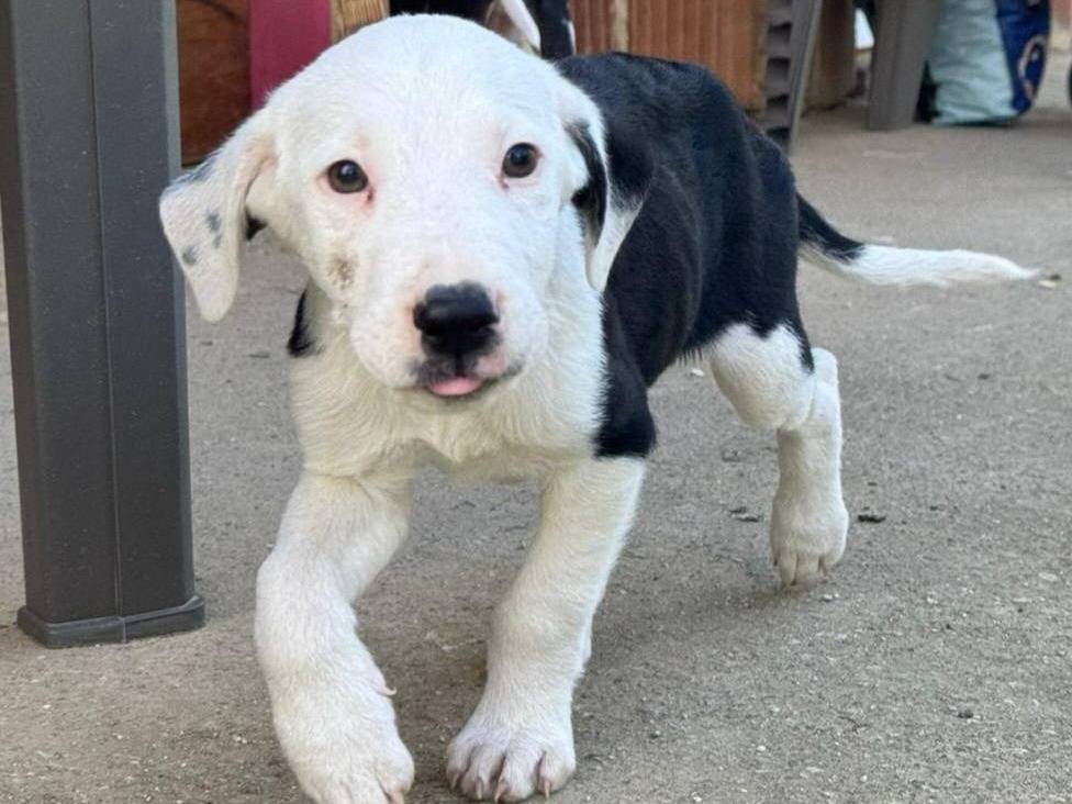 Adotta un cane, taglia media, maschio, Firenze