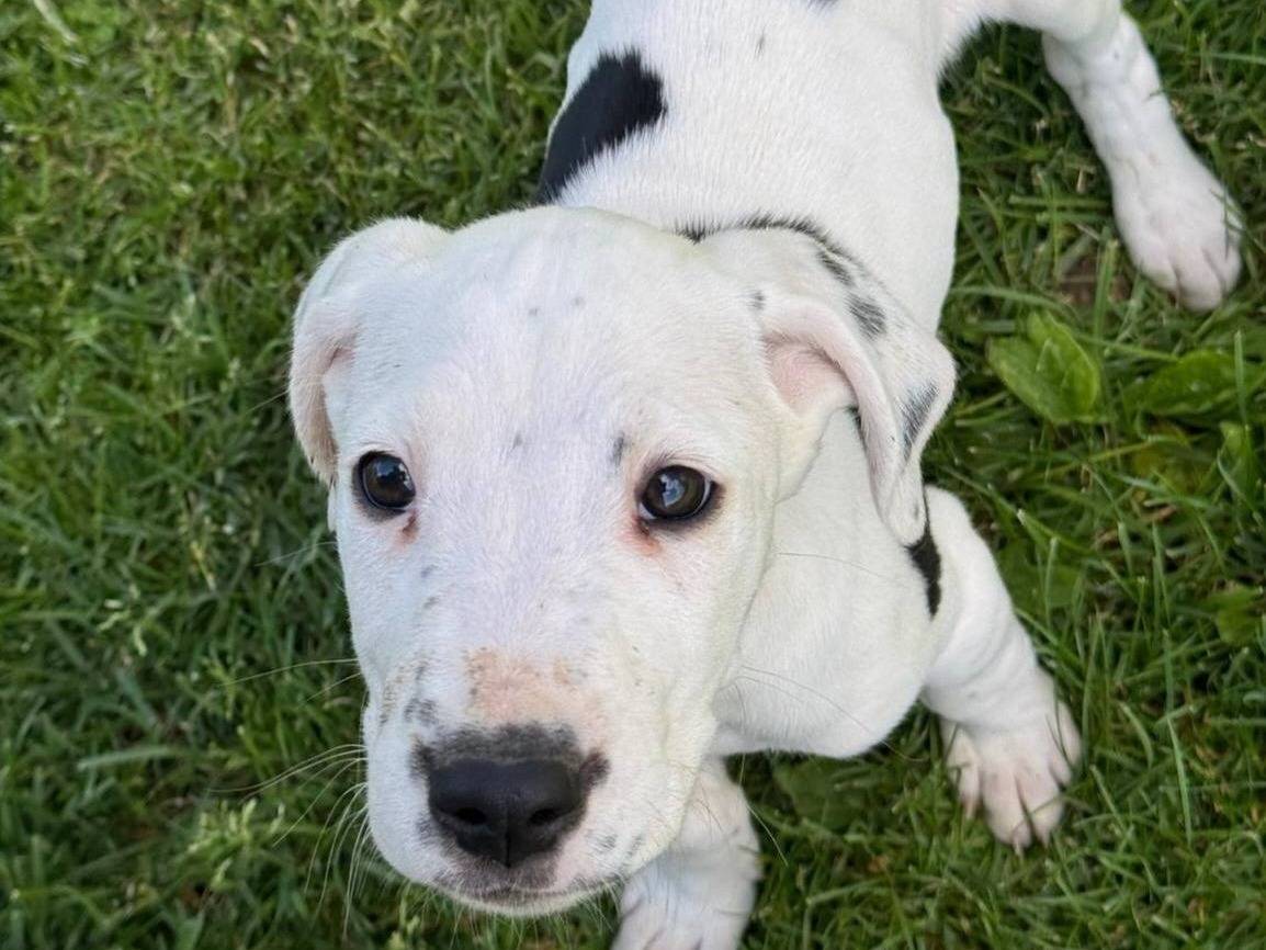 Vuoi adottare un cane a Firenze?
