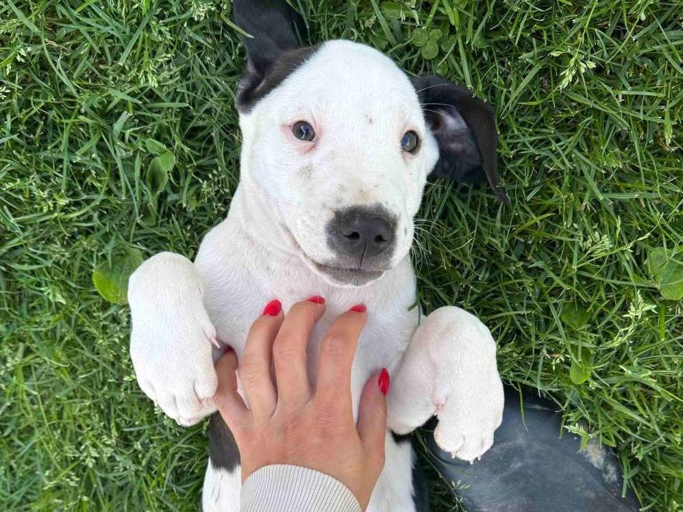 Adotta il cane PITBULLINI a Firenze