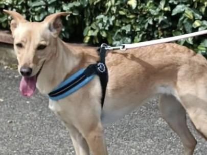 Adotta un cane, taglia media contenuta, femmina, Verona