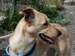 Foto 3 dell'animale