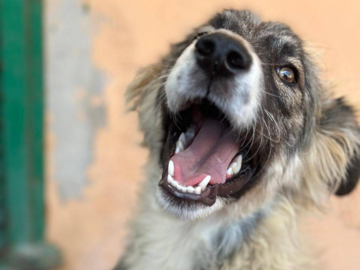 Adotta un cane, taglia media, femmina, Genova