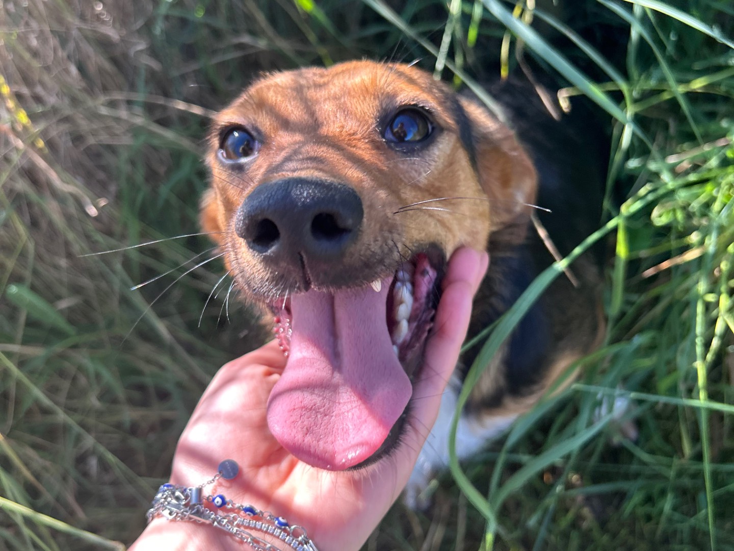 Adotta un cane, femmina, 2 anni , Latina