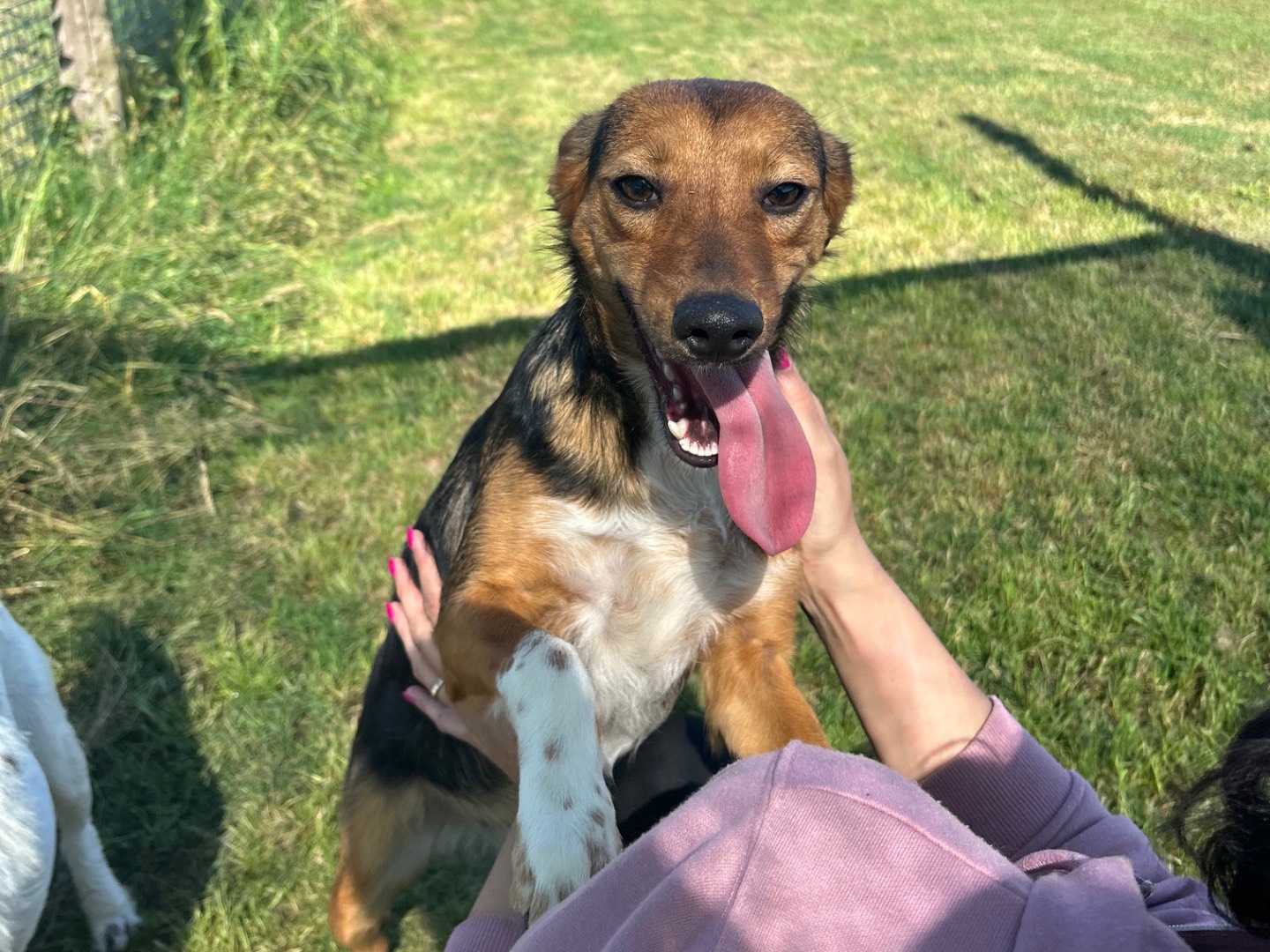 Adotta un cane, taglia piccola, femmina, Latina