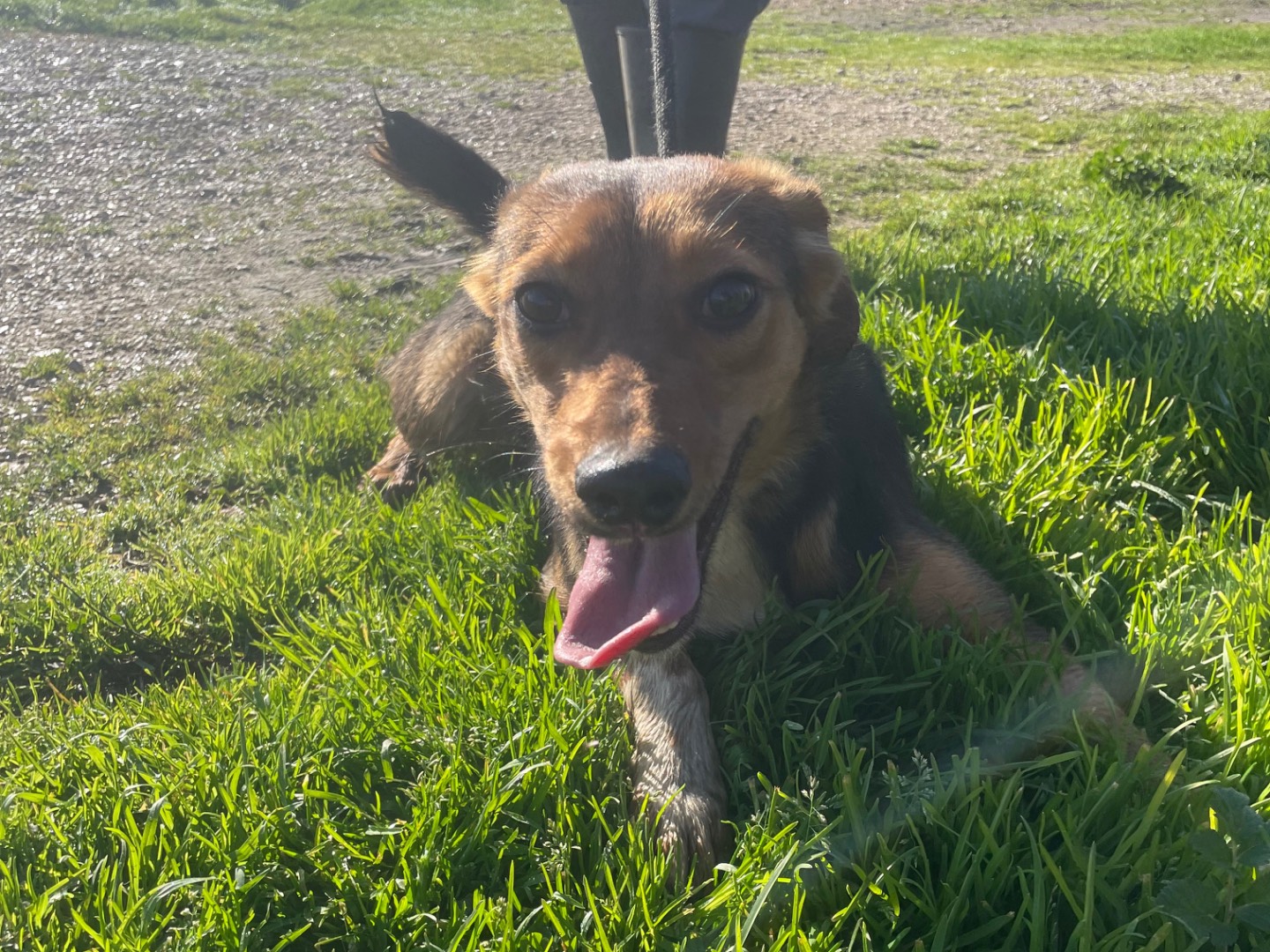 Adotta il cane Genni a Latina